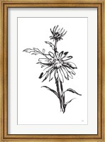 Framed Line Echinacea I