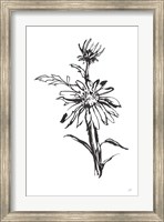 Framed Line Echinacea I