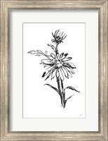 Framed Line Echinacea I