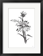 Line Echinacea I Framed Print