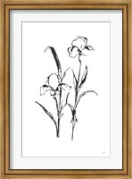 Framed Line Iris I