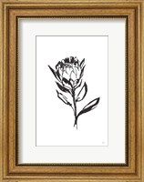 Framed Line Protea II