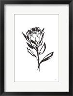 Framed Line Protea II