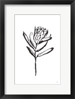 Framed Line Protea I