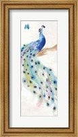 Framed Peacock Glory II