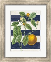 Framed Classic Citrus VI Navy Shiplap NW