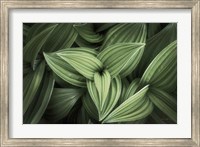 Framed Corn Lily II