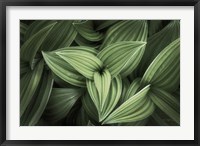 Framed Corn Lily II