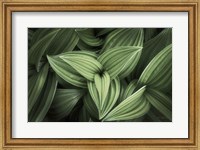 Framed Corn Lily II