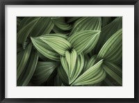 Framed Corn Lily II