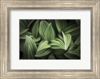 Framed Corn Lily I