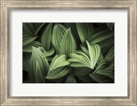 Framed Corn Lily I