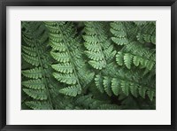 Framed Lady Ferns IV Color