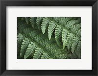 Framed Lady Ferns III Color