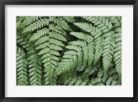 Framed Lady Ferns II Color