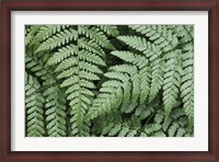 Framed Lady Ferns II Color