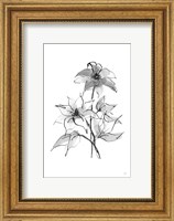 Framed Wash Clematis