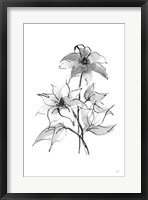 Framed Wash Clematis