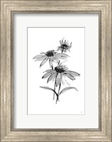 Framed Wash Echinacea II