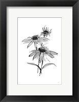 Framed Wash Echinacea II