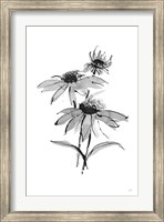 Framed Wash Echinacea II