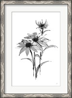 Framed Wash Echinacea I