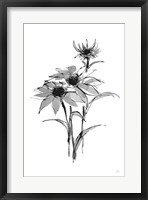 Framed Wash Echinacea I