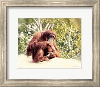 Framed Orangutan