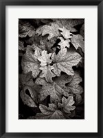 Framed Hydrangea Leaves in Black and White