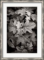 Framed Hydrangea Leaves in Black and White