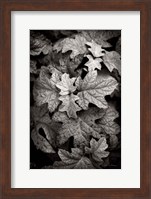 Framed Hydrangea Leaves in Black and White
