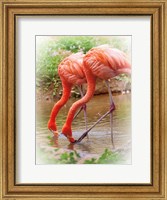 Framed Two Flamingos