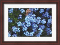 Framed Forget Me Nots III
