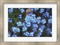 Framed Forget Me Nots III