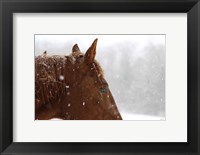 Framed Snowy Caleb