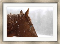 Framed Snowy Caleb