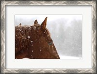 Framed Snowy Caleb