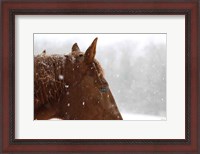 Framed Snowy Caleb