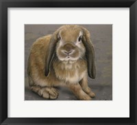 Framed Lop-eared Bunny