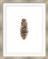 Framed Pine Cone I