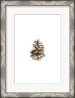 Framed Pine Cone II