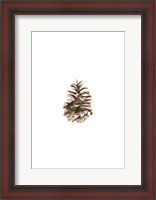 Framed Pine Cone II