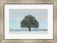 Framed Frosted Pine