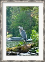 Framed Heron on Lake George