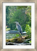 Framed Heron on Lake George