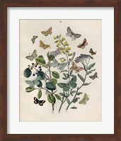 Framed Papillion - Butterflies