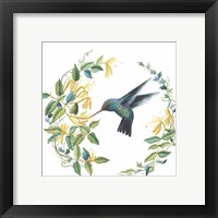 Framed 'Male Broad Billed Hummingbird' border=