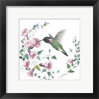 Framed 'Male Costas Hummingbird' border=