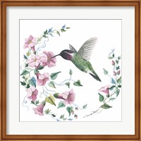 Framed Male Costas Hummingbird