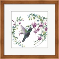 Framed 'Male Magnificent Hummingbird' border=